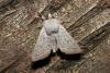 Orthosia gracilis